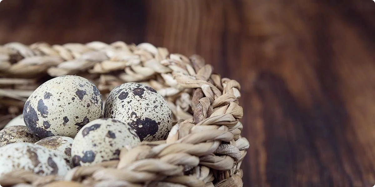 不要把所有鸡蛋放在一个篮子里